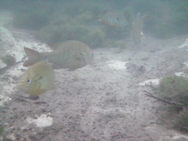 More Fish in Comal 20 APR 08