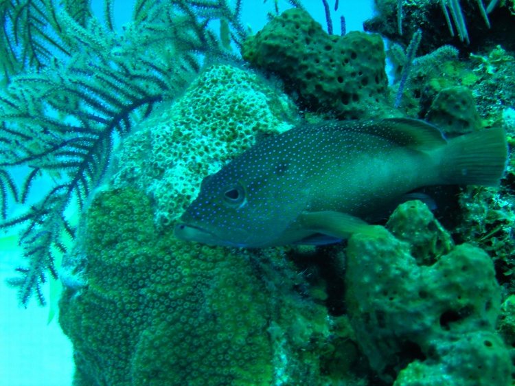 Fish Hiding in Coral head West Caicos 07