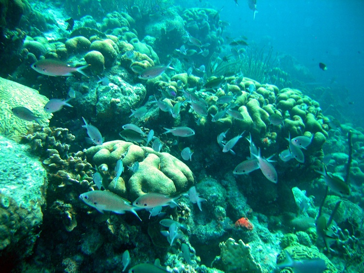 Fish 2 Coral Bonaire 07