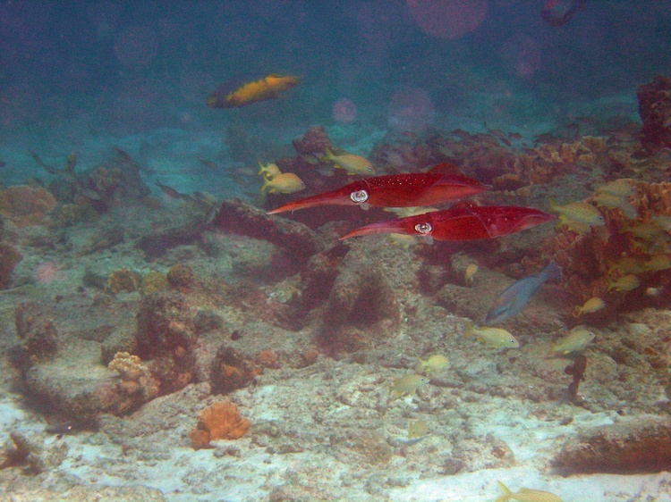 Squid Bonaire 07