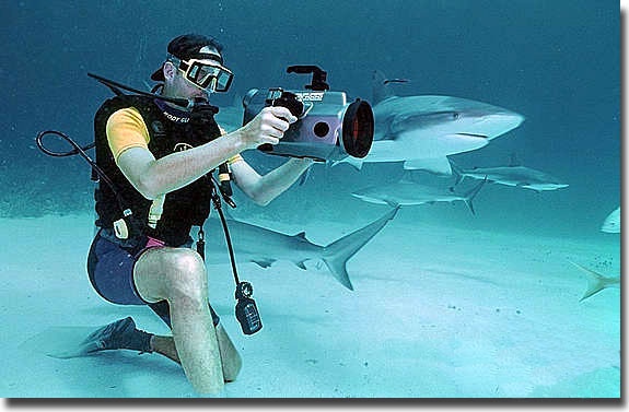 Shark dive in the Bahamas.