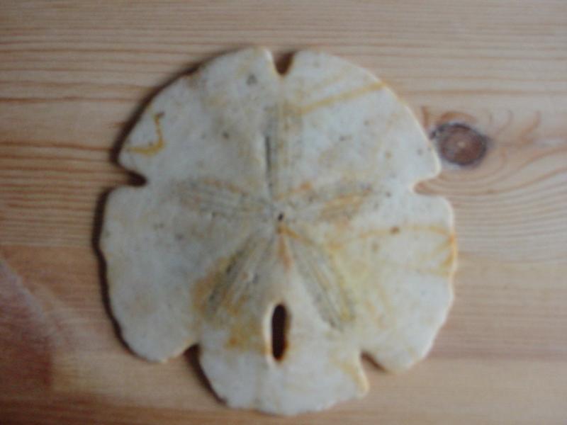 Sand Dollar found on the Heb