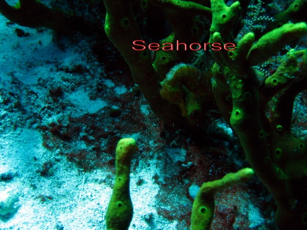 Saw my first Seahorse - Cozumel - Dec 2007