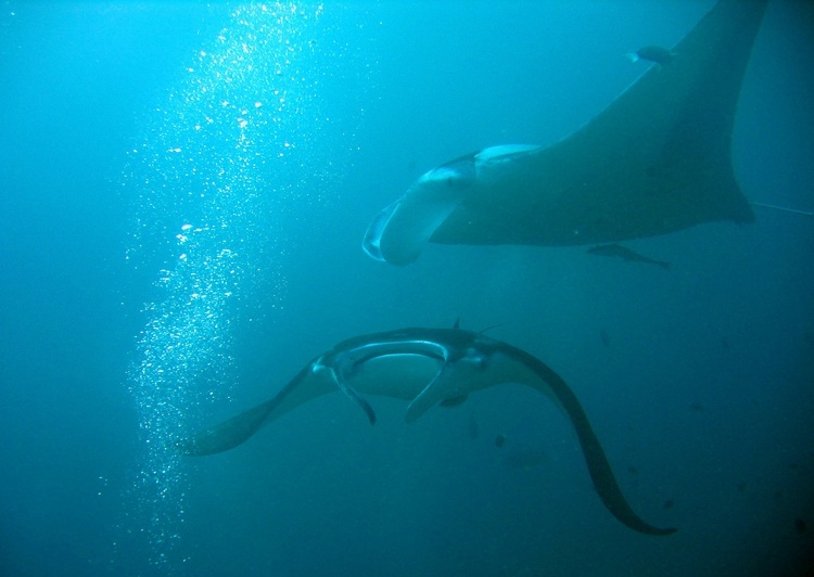 Manta rays in Yap