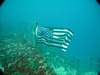 Flag at Speigel Grove... AWESOME dive!!