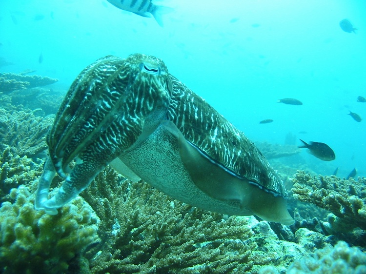 Cuttle fish Persian GULF 