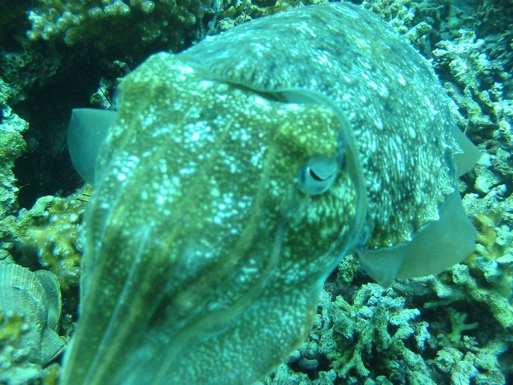 Persian Gulf Cuttle fish