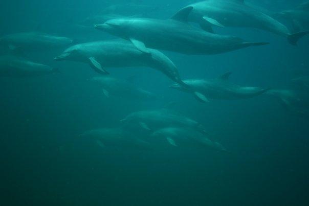 Dolphins in Mozambique