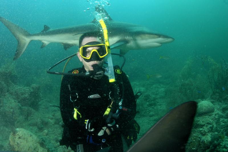 Standard Bahamas shark feeding pic 