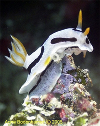 Nudibranch, Indonesia 2005, w/DX-8000G