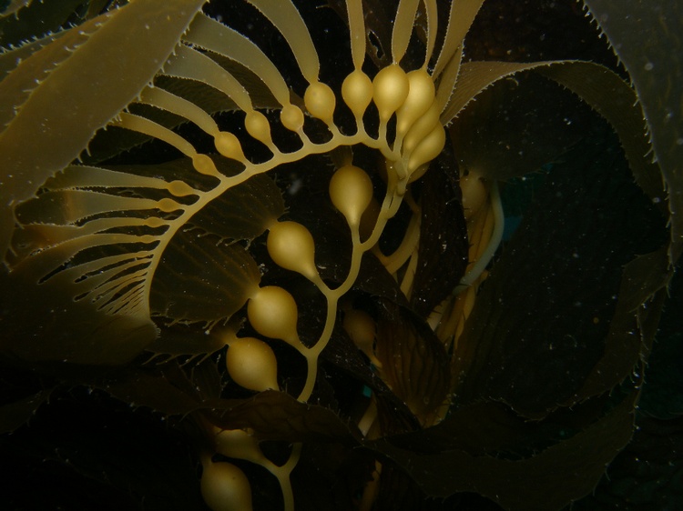 My favorite kelp picture