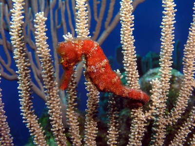 Longsnout Sea Horse Roatan Honduras