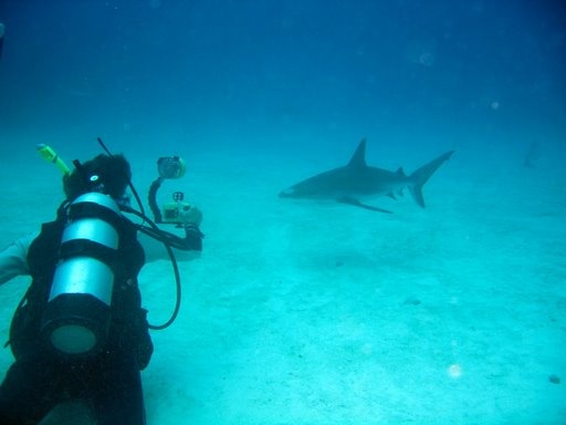 Me & Curious Shark - Bahamas