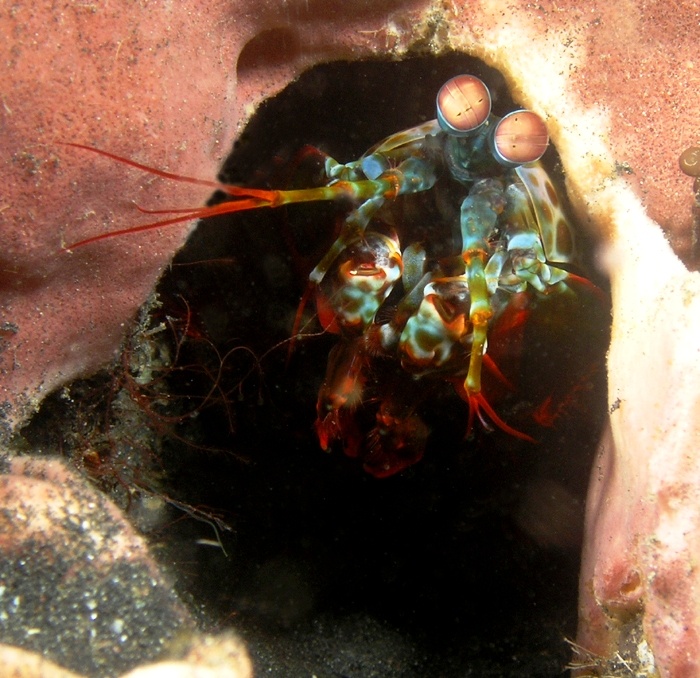 Mantis shrimp from Lembeh