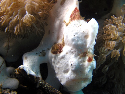 Painted frogfish from Lembeh