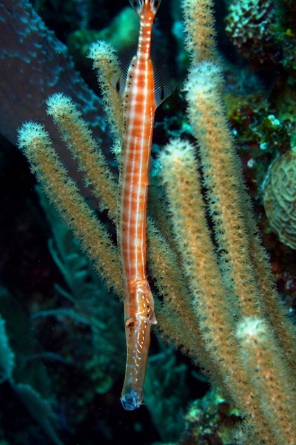 Belize trumpet fish