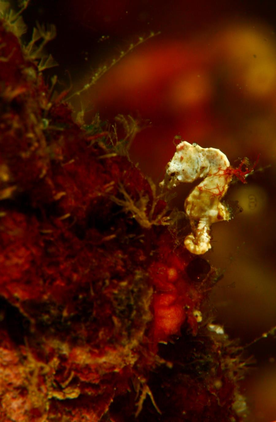 Pontohi pygmy seahorse