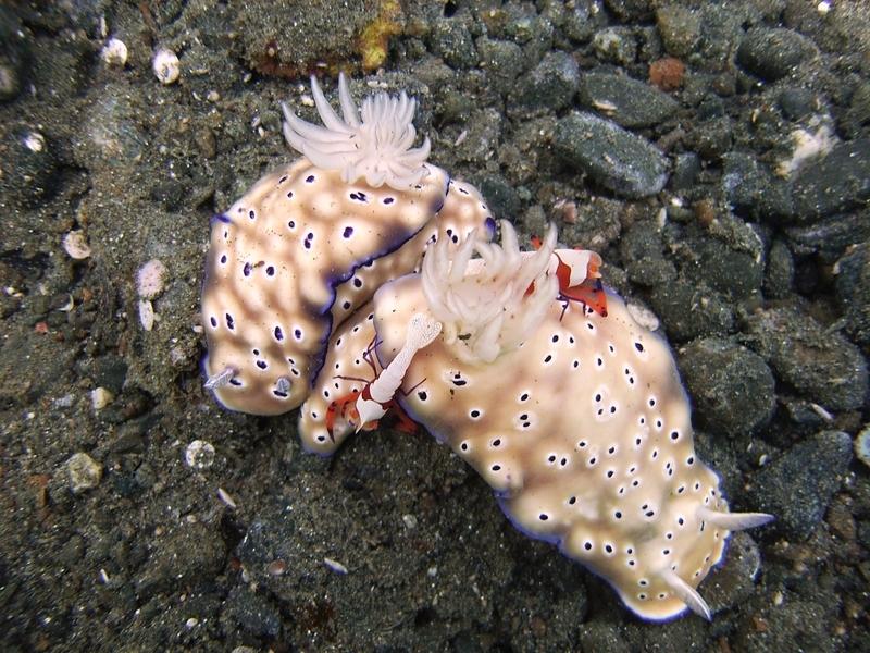 Nudibranchs and Emperor Shrimp - Tawali, PNG