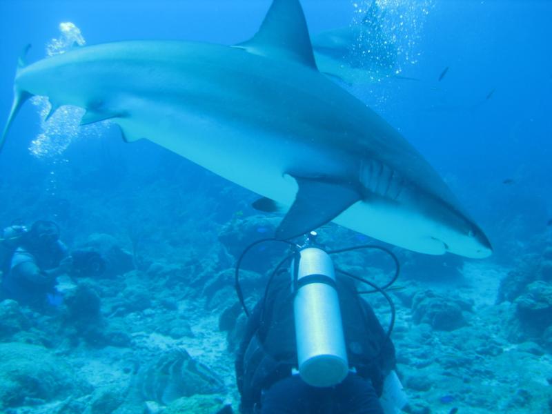 Shark dive - Roatan 2009
