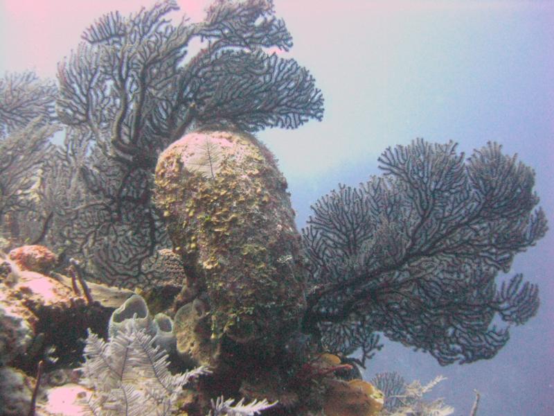 Black Coral on Black Forest at Grand Turk