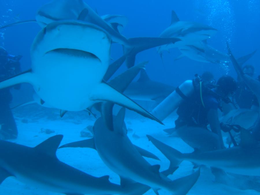 Shark Dive Bahamas