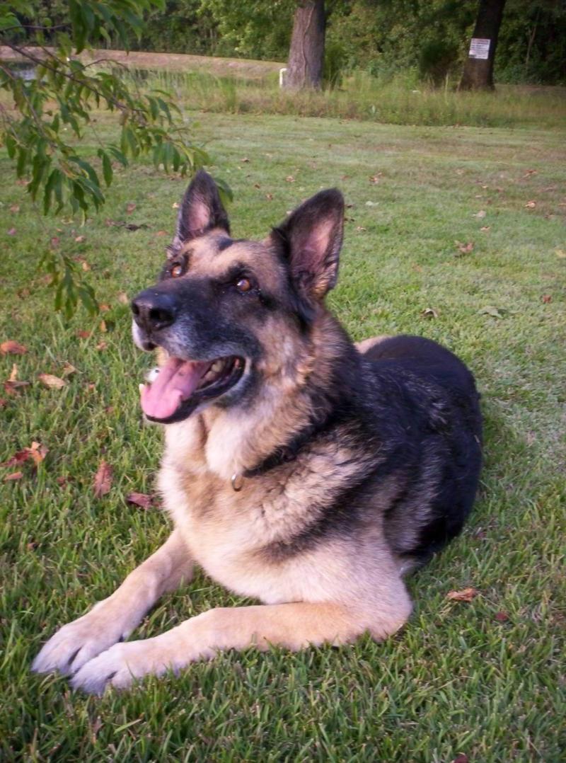 My old Search and Rescue partner.  RIP