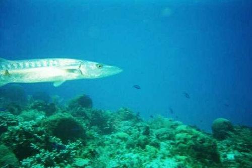 Barracuda in Cozumel