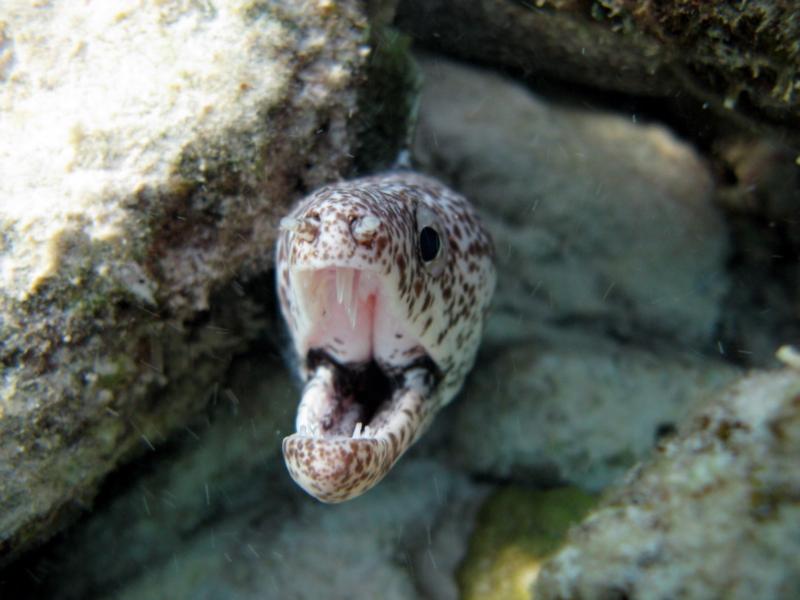 Cute Little Eel