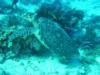 Sea turtle in Cozumel