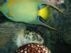 Queen Angle & Green Sea Turtle - New England Aquarium