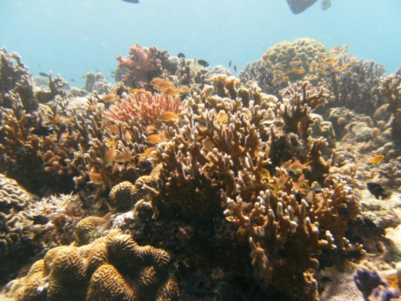 One of dive resorts in Padre Burgos