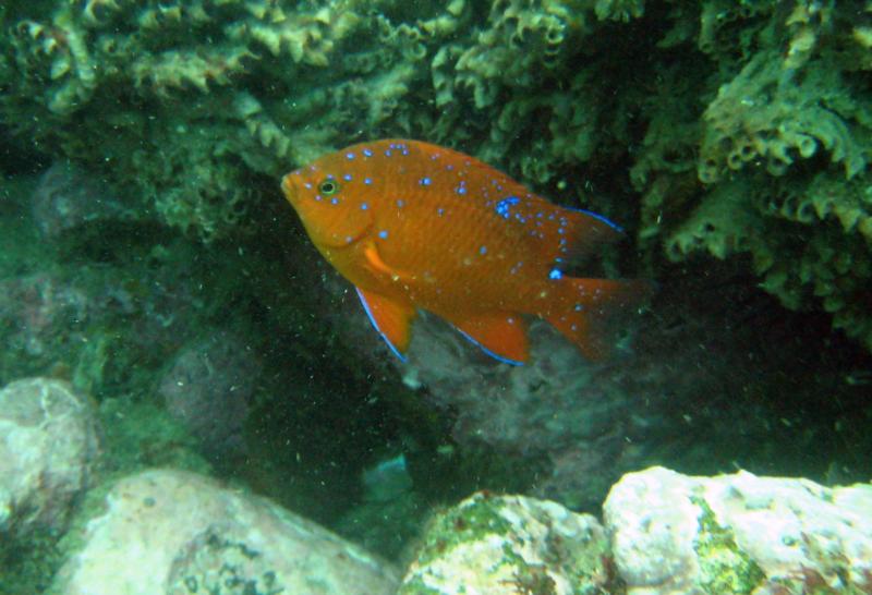 Adolescent Garibaldi