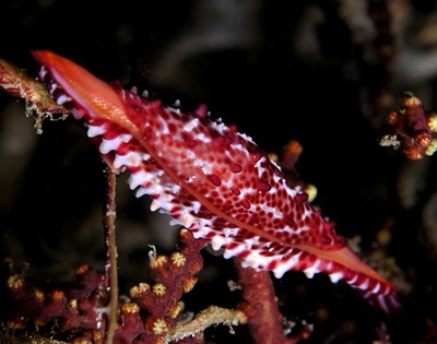 Allied cowry