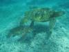 turtles in kauai