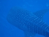 whale shark below