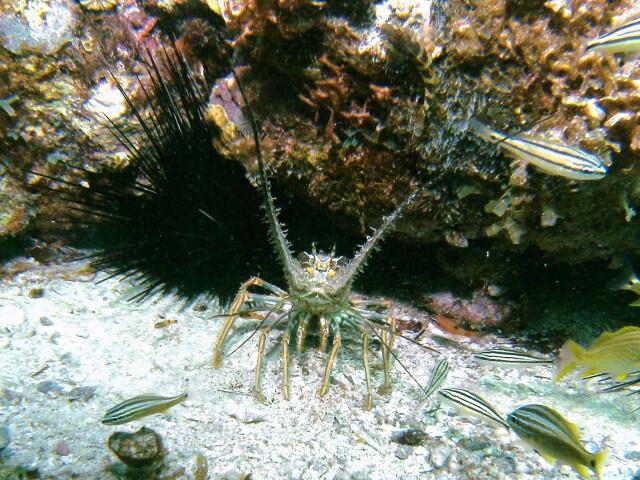 Lobster Cozumel