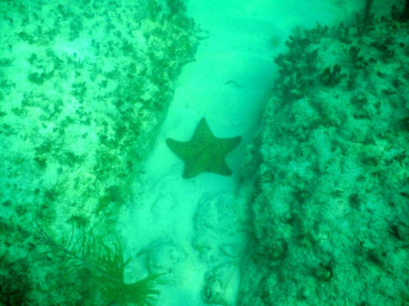 Starfish between The Stones of Atlantis (Bimini)