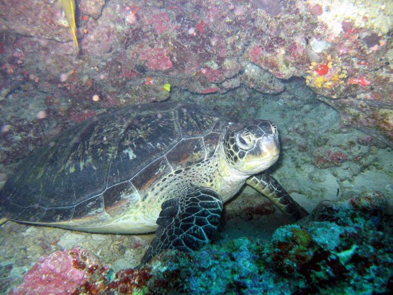 Turtle posing - Manado 2007