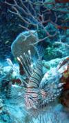 Nasty but beautiful - Belize Lionfish