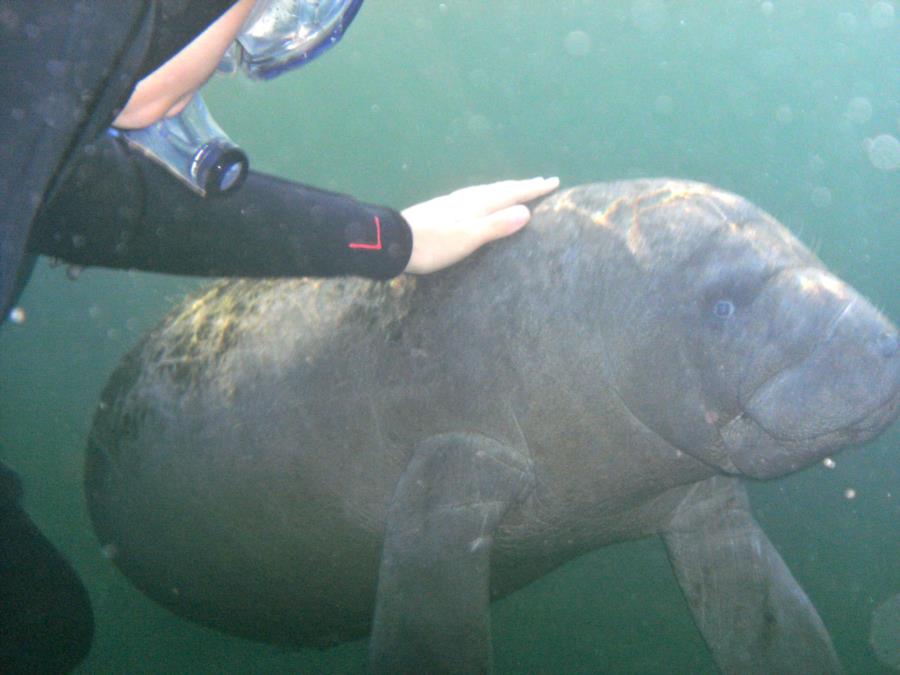 7yr old Grandson with 3mo old manatee