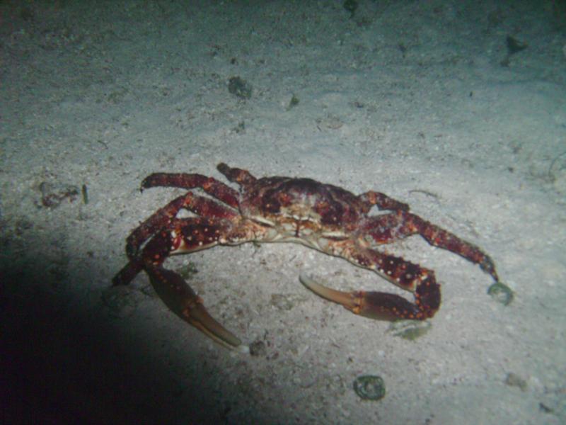 night dive Belize 11/2008