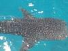 whale shark koh tao thailand