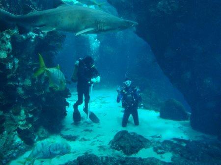 diving with sharks