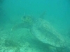 6 foot turtle
