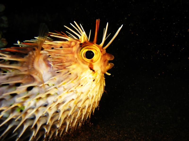 poor puffed porcupine puffer fish