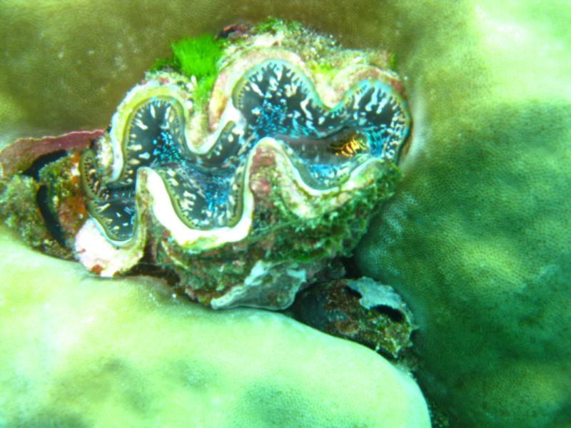 Colourful Clams GBR Cairns