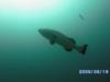 Large grouper in Bermuda
